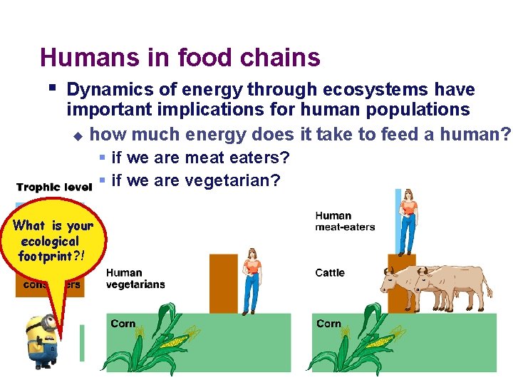 Humans in food chains § Dynamics of energy through ecosystems have important implications for