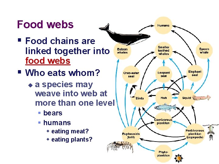 Food webs § Food chains are § linked together into food webs Who eats