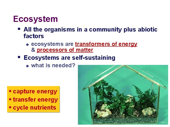 Ecosystem § All the organisms in a community plus abiotic factors u ecosystems are