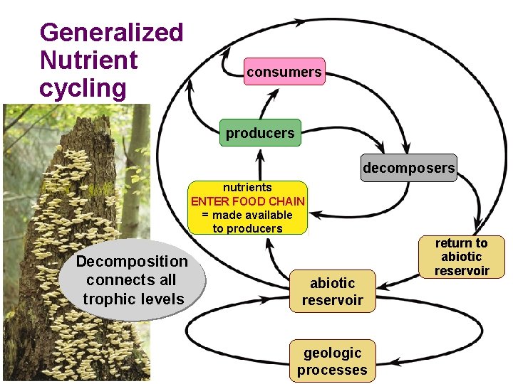 Generalized Nutrient cycling consumers producers consumers decomposers nutrients ENTER FOOD CHAIN made available =