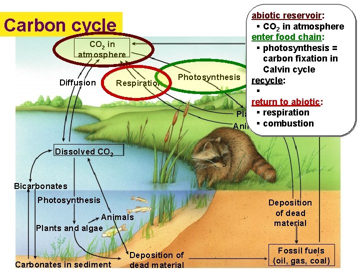 Carbon cycle CO 2 in atmosphere Diffusion Respiration abiotic reservoir: § CO 2 in