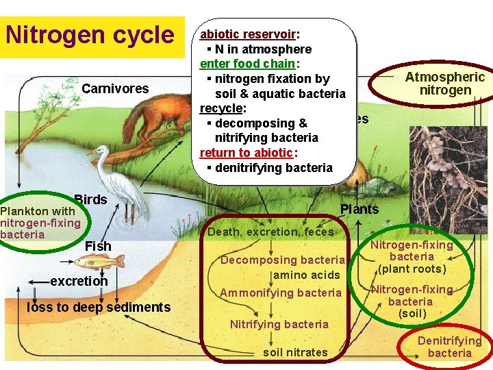 Nitrogen cycle Carnivores abiotic reservoir: § N in atmosphere enter food chain: § nitrogen