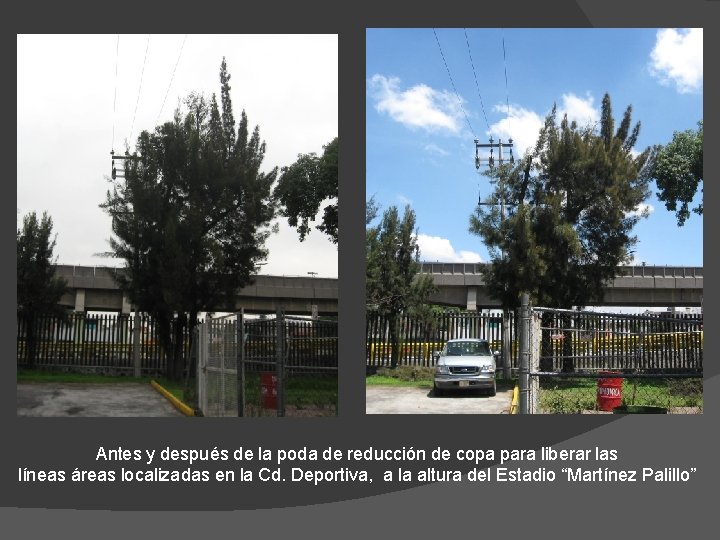 Antes y después de la poda de reducción de copa para liberar las líneas