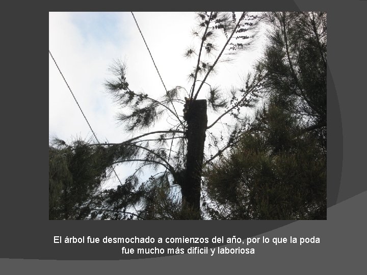 El árbol fue desmochado a comienzos del año, por lo que la poda fue