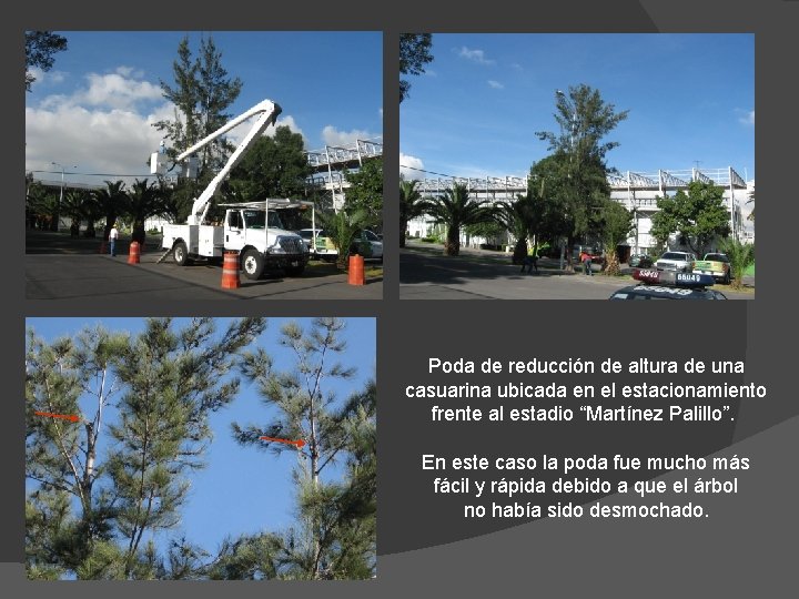 Poda de reducción de altura de una casuarina ubicada en el estacionamiento frente al