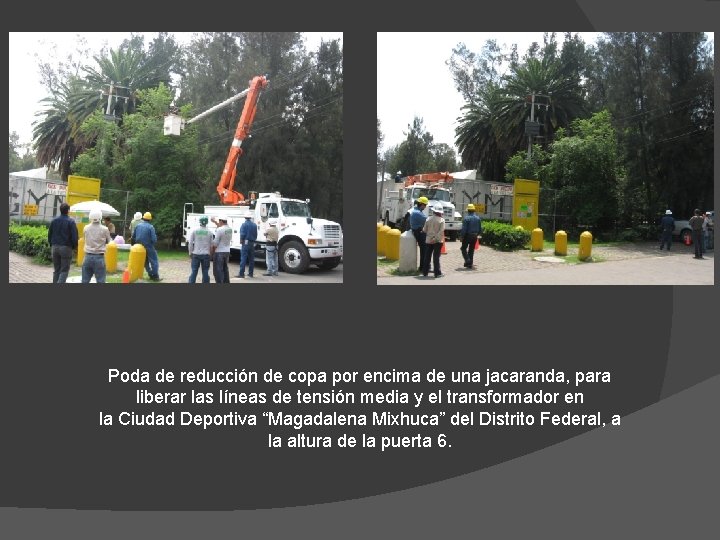 Poda de reducción de copa por encima de una jacaranda, para liberar las líneas