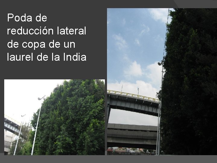 Poda de reducción lateral de copa de un laurel de la India 