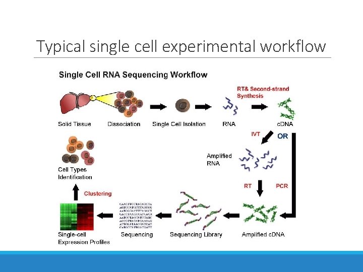 Typical single cell experimental workflow 