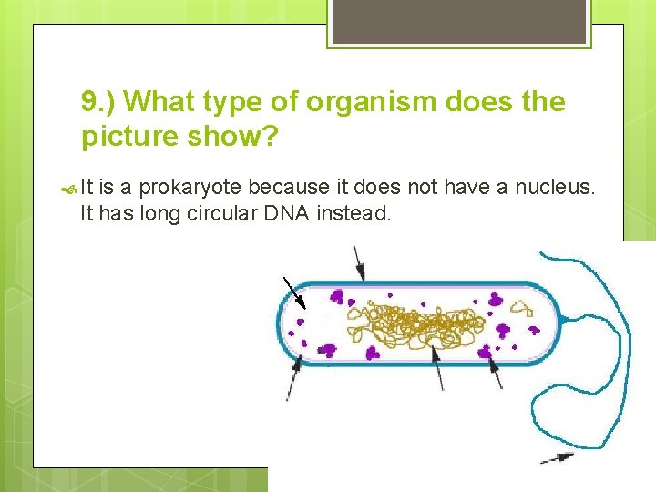9. ) What type of organism does the picture show? It is a prokaryote 9. ) What type of organism does the picture show? It is a prokaryote
