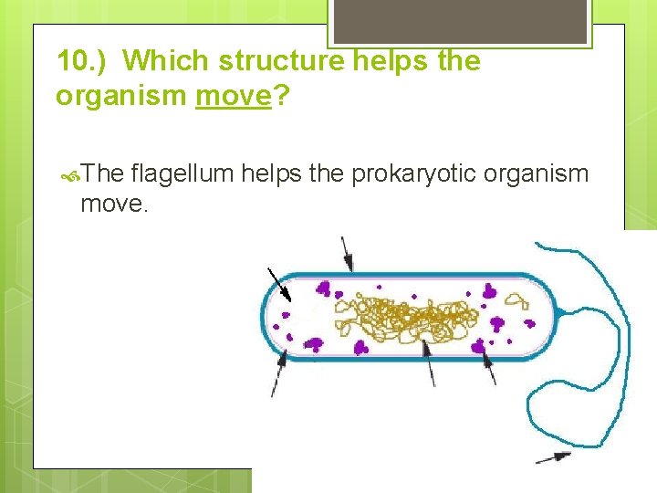 10. ) Which structure helps the organism move? The flagellum helps the prokaryotic organism 10. ) Which structure helps the organism move? The flagellum helps the prokaryotic organism