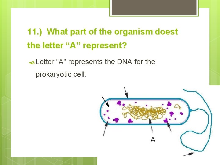 11. ) What part of the organism doest the letter “A” represent? Letter “A” 11. ) What part of the organism doest the letter “A” represent? Letter “A”