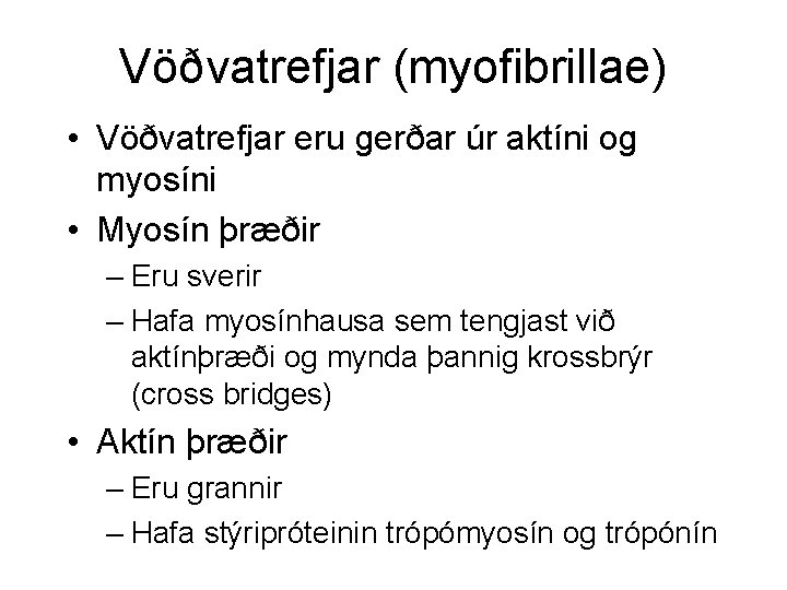 Vöðvatrefjar (myofibrillae) • Vöðvatrefjar eru gerðar úr aktíni og myosíni • Myosín þræðir –