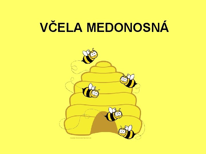 VČELA MEDONOSNÁ 