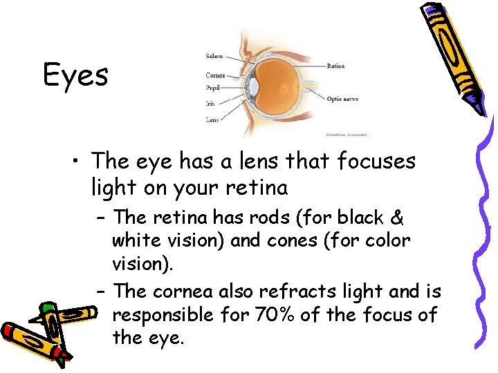 Eyes • The eye has a lens that focuses light on your retina –