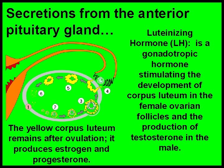 Secretions from the anterior pituitary gland… Luteinizing The yellow corpus luteum remains after ovulation;