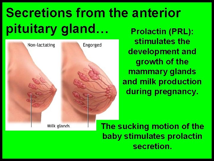 Secretions from the anterior pituitary gland… Prolactin (PRL): stimulates the development and growth of