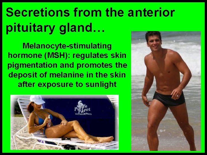 Secretions from the anterior pituitary gland… Melanocyte-stimulating hormone (MSH): regulates skin pigmentation and promotes