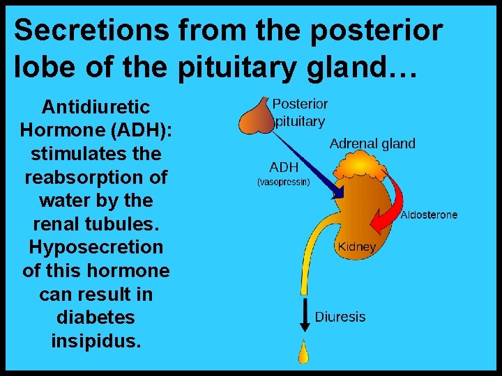 Secretions from the posterior lobe of the pituitary gland… Antidiuretic Hormone (ADH): stimulates the