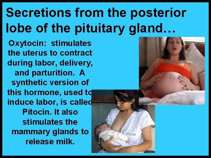 Secretions from the posterior lobe of the pituitary gland… Oxytocin: stimulates the uterus to