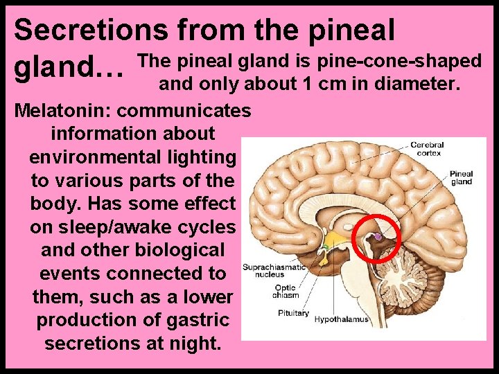 Secretions from the pineal gland is pine-cone-shaped gland… Theand only about 1 cm in