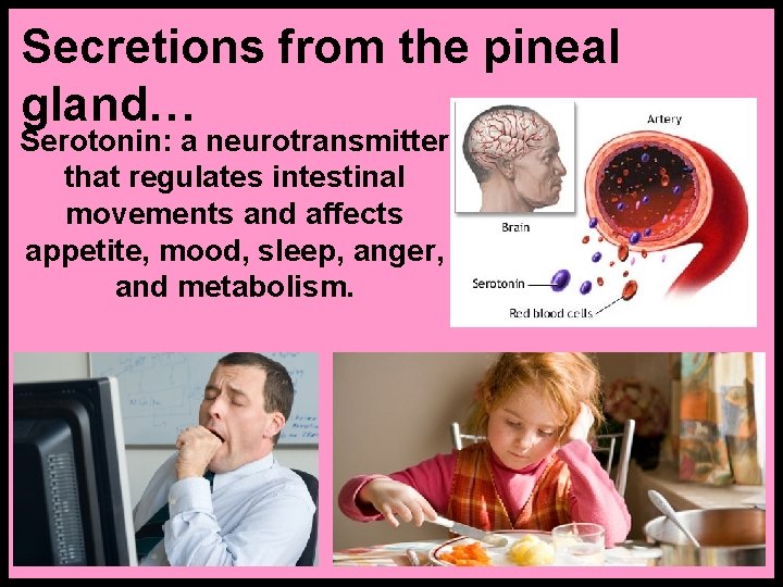 Secretions from the pineal gland… Serotonin: a neurotransmitter that regulates intestinal movements and affects