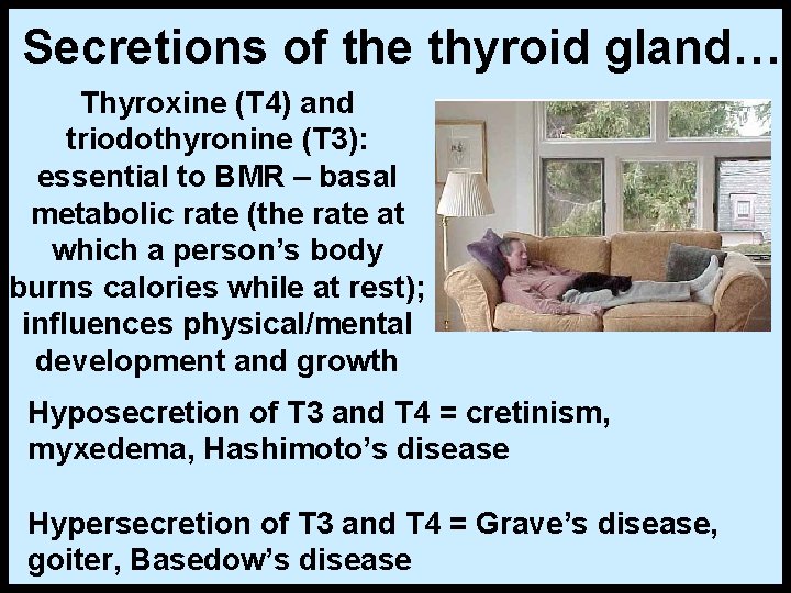 Secretions of the thyroid gland… Thyroxine (T 4) and triodothyronine (T 3): essential to