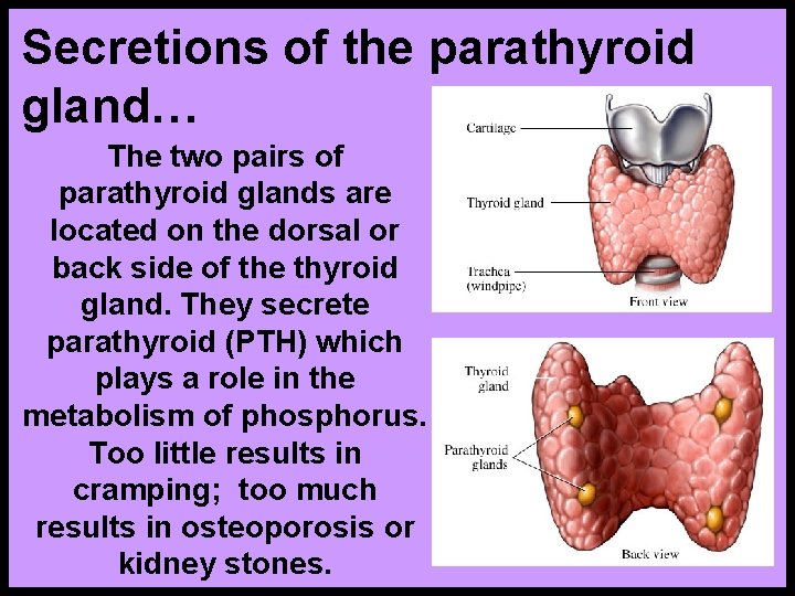 Secretions of the parathyroid gland… The two pairs of parathyroid glands are located on