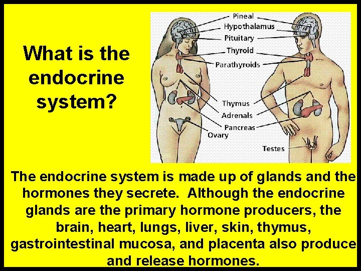 What is the endocrine system? The endocrine system is made up of glands and