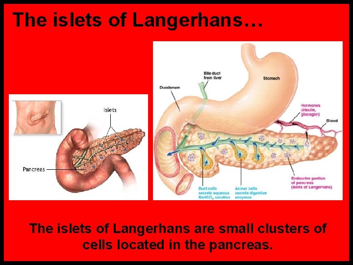 The islets of Langerhans… The islets of Langerhans are small clusters of cells located