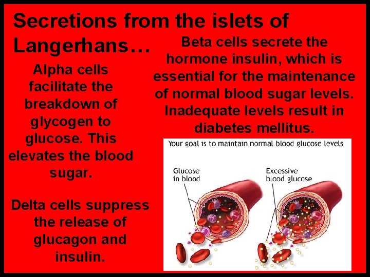 Secretions from the islets of Beta cells secrete the Langerhans… Alpha cells facilitate the