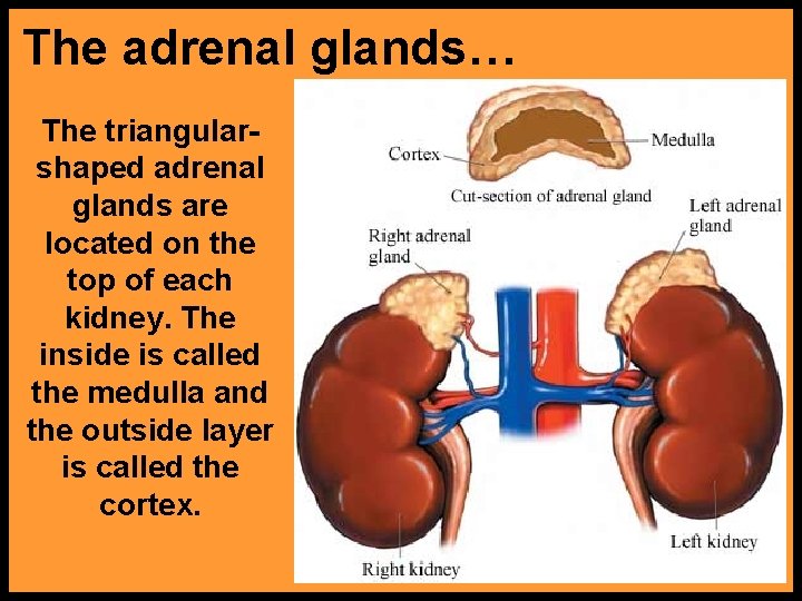 The adrenal glands… The triangularshaped adrenal glands are located on the top of each