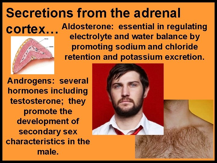 Secretions from the adrenal essential in regulating cortex… Aldosterone: electrolyte and water balance by