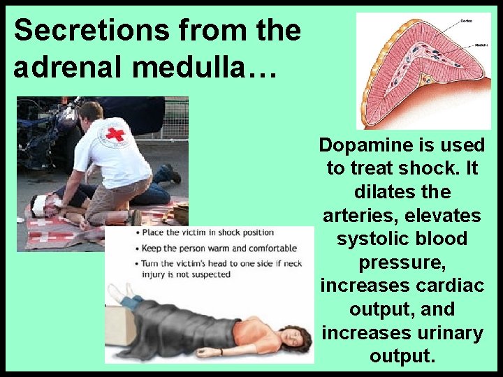 Secretions from the adrenal medulla… Dopamine is used to treat shock. It dilates the