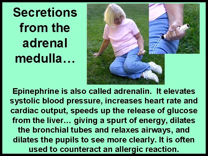 Secretions from the adrenal medulla… Epinephrine is also called adrenalin. It elevates systolic blood