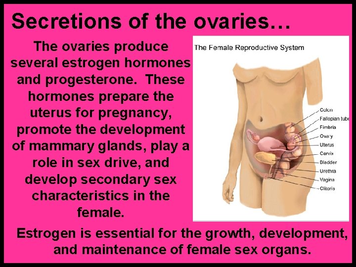 Secretions of the ovaries… The ovaries produce several estrogen hormones and progesterone. These hormones