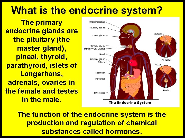 What is the endocrine system? The primary endocrine glands are the pituitary (the master