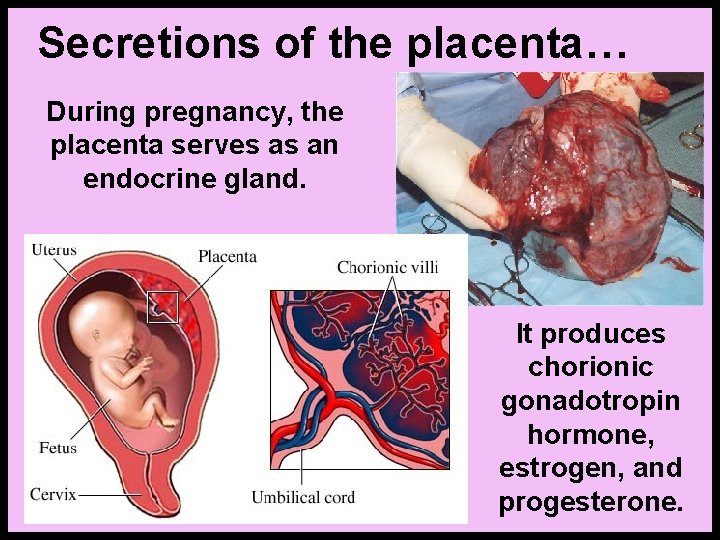 Secretions of the placenta… During pregnancy, the placenta serves as an endocrine gland. It