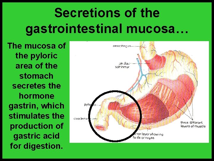 Secretions of the gastrointestinal mucosa… The mucosa of the pyloric area of the stomach