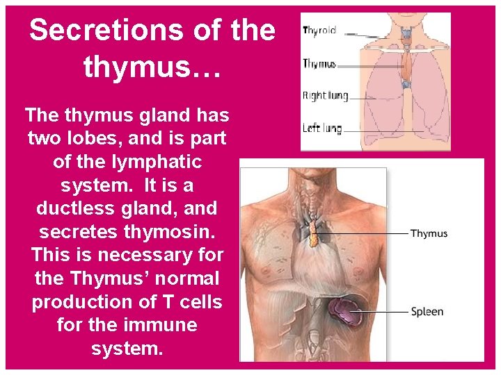 Secretions of the thymus… The thymus gland has two lobes, and is part of