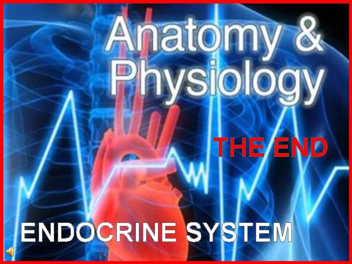 THE ENDOCRINE SYSTEM 