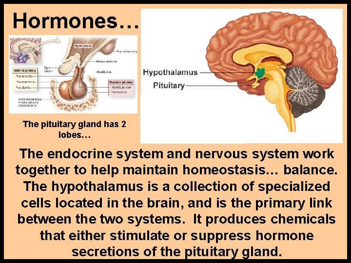 Hormones… The pituitary gland has 2 lobes… The endocrine system and nervous system work