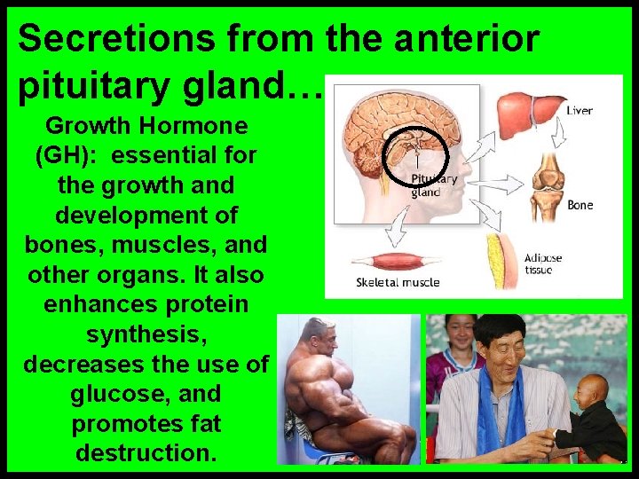 Secretions from the anterior pituitary gland… Growth Hormone (GH): essential for the growth and