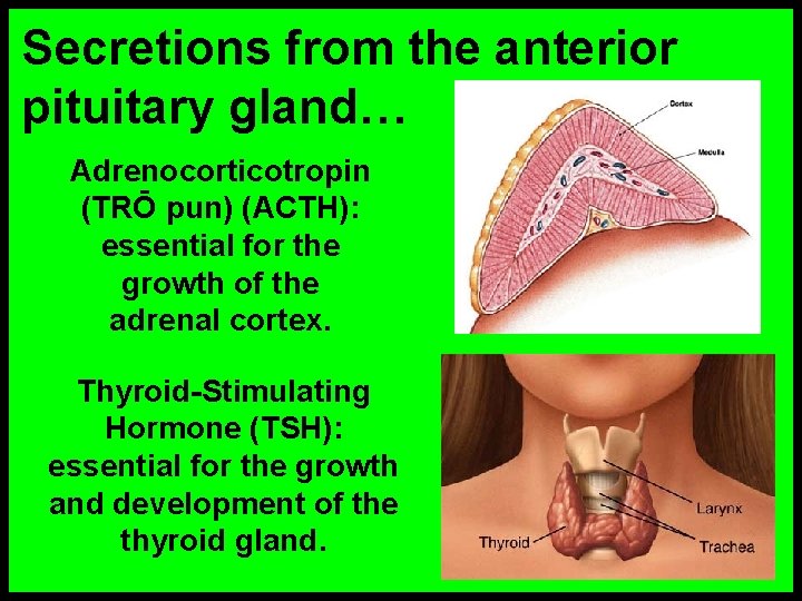 Secretions from the anterior pituitary gland… Adrenocorticotropin (TRŌ pun) (ACTH): essential for the growth