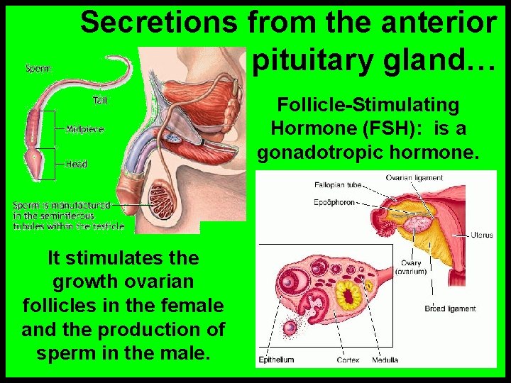 Secretions from the anterior pituitary gland… Follicle-Stimulating Hormone (FSH): is a gonadotropic hormone. It