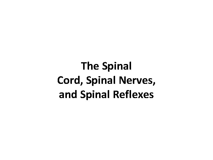 The Spinal Cord, Spinal Nerves, and Spinal Reflexes 