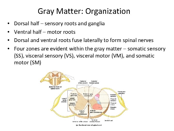 Gray Matter: Organization • • Dorsal half – sensory roots and ganglia Ventral half