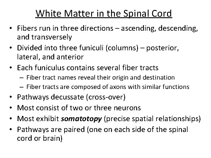 White Matter in the Spinal Cord • Fibers run in three directions – ascending,