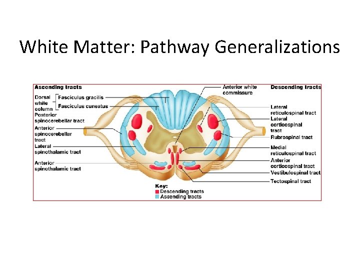 White Matter: Pathway Generalizations 