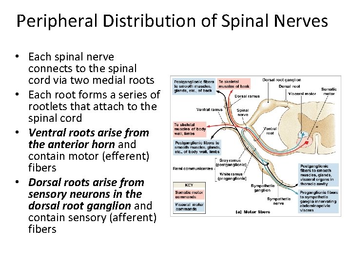 Peripheral Distribution of Spinal Nerves • Each spinal nerve connects to the spinal cord