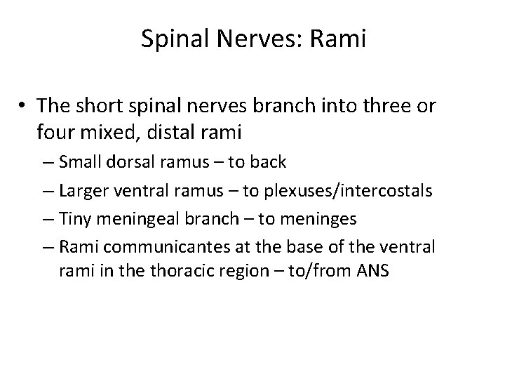 Spinal Nerves: Rami • The short spinal nerves branch into three or four mixed,